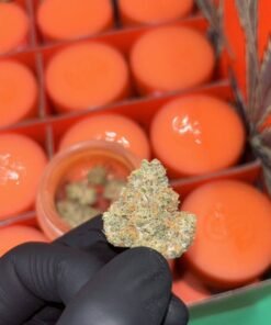 sherbinski strains, sherbinski strain, sherbinskis snack box, sherbinskis snack box strain, zucchero strain, airwhon sherbinskis, snack box sherbinski, airwhon strain, sherbinski strain, sherbinski, lemon taffy strain, sherbinskis black sesame, aranciata strain, doppio strain, snack box strain, zztop strain, sherb weed strain, sherbinskis carts, candy sherbet strain, lemon matcha strain, white cherry gushers strain, cherry sorbetto strain,