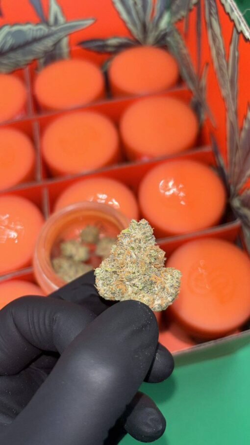 sherbinski strains, sherbinski strain, sherbinskis snack box, sherbinskis snack box strain, zucchero strain, airwhon sherbinskis, snack box sherbinski, airwhon strain, sherbinski strain, sherbinski, lemon taffy strain, sherbinskis black sesame, aranciata strain, doppio strain, snack box strain, zztop strain, sherb weed strain, sherbinskis carts, candy sherbet strain, lemon matcha strain, white cherry gushers strain, cherry sorbetto strain,