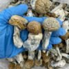 tidal wave mushroom, tidal wave mushrooms, tidal wave shrooms, tidal wave shroom, tidalwave mushroom, tidal waves shrooms, tidal wave magic mushrooms