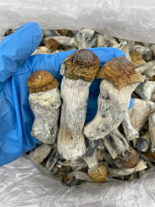 hillbilly mushrooms, hillbilly pumpkin mushroom, hillbilly mushroom, hillbilly pumpkin, hillbilly shrooms, hillbilly pumpkin shroomery, hillbilly mushroom liquid culture, hill billy mushroom, hillbilly gold, hillbilly mushroom effects, albino hillbilly, hillbilly pumpkin mushrooms, best mushroom strain for visuals, hillbilly mushroom strain, hillbillies mushroom strain, hillbilly mushrooms strain, hillbilly shroom, hillbilly pumpkins,
