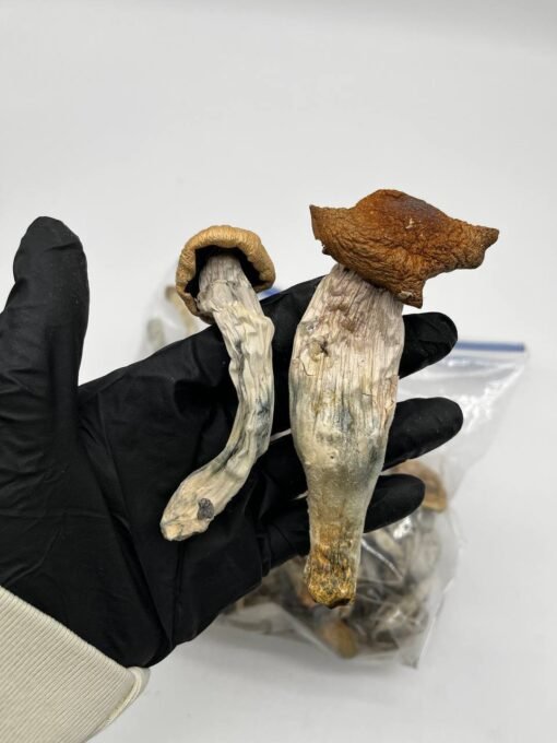 penis envy mushroom, penis envy mushrooms, albino penis envy, penis envy, albino penis envy mushrooms, penis envy spores, penis envy mushroom strain, penis envy mushroom effects, penis mushrooms, albino penisenvy, penis envy mushroom spores, penis mushroom, penis envy shrooms, albino penises, penis envy mushrooms effects, albino penis envy mushroom, albino a mushrooms, penisenvy shrrom, penis shrooms