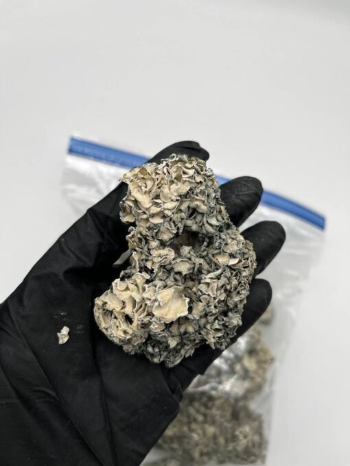 enigma mushroom, enigma shrooms, enigma mushrooms, enigma mushroom strain, enigma shroom, enigma strain, enigma cubensis, enigma psilocybe, enigma spores, enigma strain mushroom, enigma mushroom spores, enigma psilocybin, enigma mush, enigma magic mushroom, enigma magic mushrooms