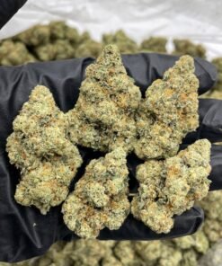 King Louis OG indoors