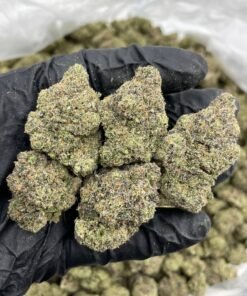 Blue Lemon Cherry indoors