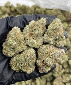 Lemon Smackers indoors