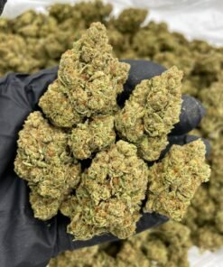 orange cookies strain, orange cookies strain, orange cookie strain, orange cookies, orange cookie dough strain, orange cookies strain, orange cookie strain, orange cookies weed strain, orange cookie kush strain
