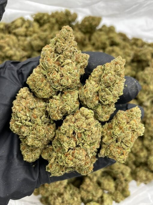 orange cookies strain, orange cookies strain, orange cookie strain, orange cookies, orange cookie dough strain, orange cookies strain, orange cookie strain, orange cookies weed strain, orange cookie kush strain