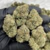 zonuts strain, zonuts, zonuts strain, zonuts strain, jelly zonuts, zonut
