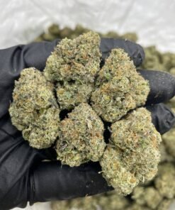 zonuts strain, zonuts, zonuts strain, zonuts strain, jelly zonuts, zonut