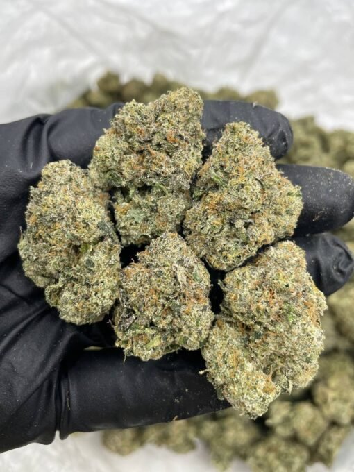 zonuts strain, zonuts, zonuts strain, zonuts strain, jelly zonuts, zonut