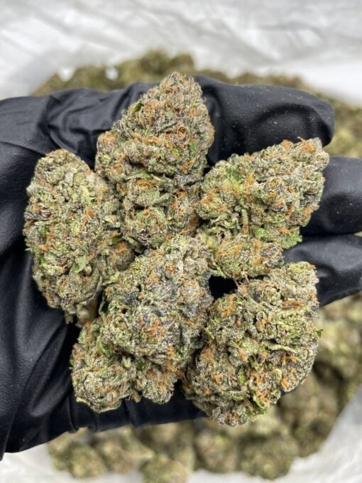 cherry poppers strain, cherry popperz strain, cherry poppers, cherry popper, cherry pop strain, cherry popper strain, lemon cherry poppers strain, cherry pops strain, cherry popperz, cherry poppers, cherry pop strain leafly, cherry popperz strain, cherry popperz leafly, candy poppers strain leafly, cherry poppers weed strain, cherry popper weed strain, white cherry poppers strain, cherrypopper, lemon cherry popperz strain, poppers strain, lemon cherry poppers, cherry pop weed strain, popperz strain, black cherry poppers strain, cherry popped strain, cherry popperz strain, cherry popperz, cherry poppers weed straincherry poppers strain, cherry popperz strain, cherry poppers, cherry popper, cherry pop strain, cherry popper strain, lemon cherry poppers strain, cherry pops strain, cherry popperz, cherry poppers, cherry pop strain leafly, cherry popperz strain, cherry popperz leafly, candy poppers strain leafly, cherry poppers weed strain, cherry popper weed strain, white cherry poppers strain, cherrypopper, lemon cherry popperz strain, poppers strain, lemon cherry poppers, cherry pop weed strain, popperz strain, black cherry poppers strain, cherry popped strain, cherry popperz strain, cherry popperz, cherry poppers weed strain
