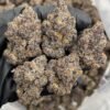 Chocolate Gruntz indoors