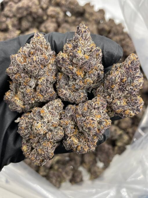 gruntz strain, gruntz, gruntz weed strain, grunts strain, blue gruntz, g runtz strain, grunts strains, gruntz strain indica or sativa, gruntz strain, purple gruntz strain, purple gruntz, gruntz, g runtz strain, gruntz weed, grinz strain, gogurtz strain review