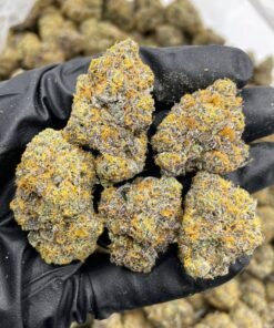 zoap strain, zoap, zoap strain, zoap weed strain, zoap, zoap leafly, zoap strain leafly, banana zoap strain leafly, the zoap strain, cherry zoap strain, zoap weed, zopes, zope strain, z pop strain leafly, zoap strain review, blue zoap strain, zoap strain indica or sativa, zoop strain, zoap strain info, zoap strain, lemon cherry zoap strain, zoap weed strain, zoap, rainbow zoap, candy zoap strain, purple zoap strain, zope weed strain, tropical zoap strain, apple zoap strain, rainbow zoap strain, zours strain, z pop strain, cherry zoap, zoap scotti strain, the zoap, banana zoap strain, zoap strain taste, what is zoap, zoap strain effects, pink zoap strain, banana zoap, black zoap strain, zope strain