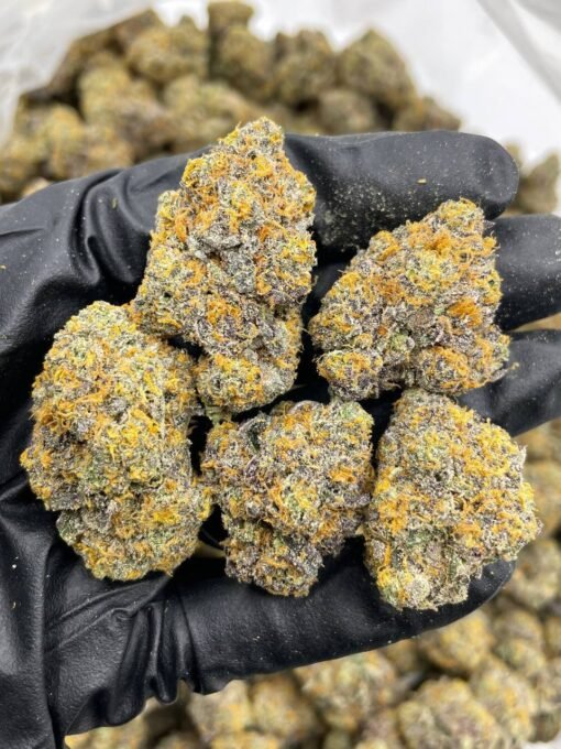 zoap strain, zoap, zoap strain, zoap weed strain, zoap, zoap leafly, zoap strain leafly, banana zoap strain leafly, the zoap strain, cherry zoap strain, zoap weed, zopes, zope strain, z pop strain leafly, zoap strain review, blue zoap strain, zoap strain indica or sativa, zoop strain, zoap strain info, zoap strain, lemon cherry zoap strain, zoap weed strain, zoap, rainbow zoap, candy zoap strain, purple zoap strain, zope weed strain, tropical zoap strain, apple zoap strain, rainbow zoap strain, zours strain, z pop strain, cherry zoap, zoap scotti strain, the zoap, banana zoap strain, zoap strain taste, what is zoap, zoap strain effects, pink zoap strain, banana zoap, black zoap strain, zope strain